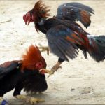 IMG_20260614_191851